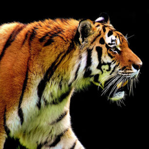 nainital to ranikhet