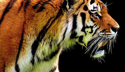 nainital to jim corbett ramnagar